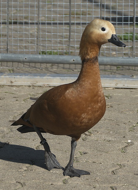 会纪录